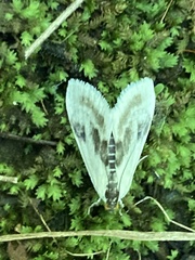 Cliniodes ostreonalis