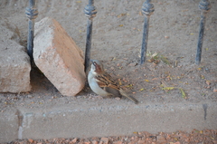 Passer domesticus