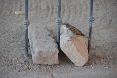 Passer domesticus