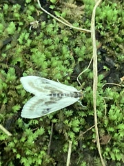 Cliniodes ostreonalis