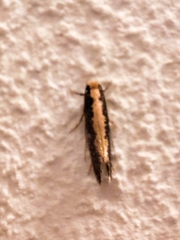 Monopis obviella