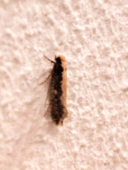 Monopis obviella