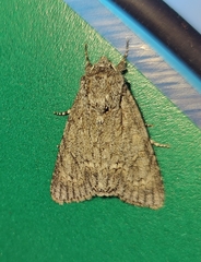 Acronicta aceris