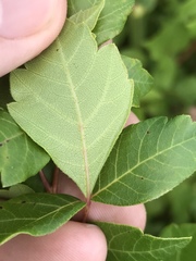 Rhus aromatica aromatica