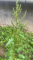 Rumex obtusifolius obtusifolius