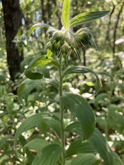 Lithospermum occidentale