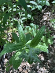 Lithospermum occidentale