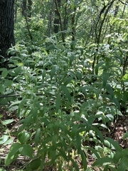 Lithospermum occidentale