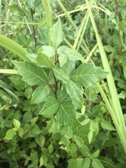 Rhus aromatica aromatica