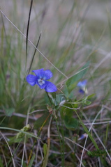 Viola canina