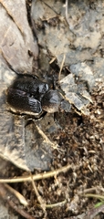 Osmoderma scabra