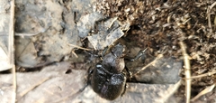 Osmoderma scabra