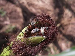 Macrodactylus lineatus