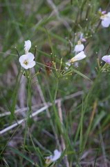 Cardamine polemonioides
