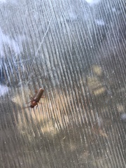 Phymatodes testaceus