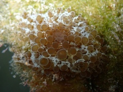 Bunodeopsis globulifera