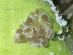 Bunodeopsis globulifera