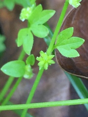 Ranunculus platensis