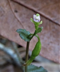Triphora craigheadii