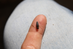 Homalodisca vitripennis