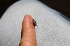 Homalodisca vitripennis