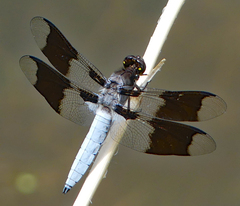 Plathemis lydia