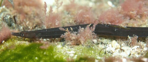 Pugnose pipefish (Pugnaso curtirostris) — Syngnathidae — 4