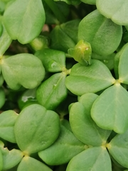 Oxalis megalorrhiza