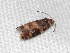 Lobesia reliquana
