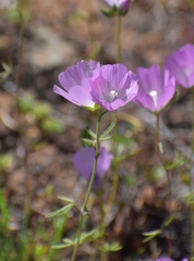 Sidalcea calycosa calycosa