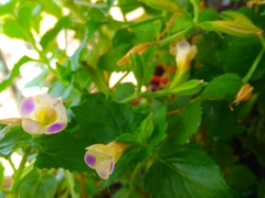 Torenia fordii