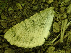 Macaria granitata