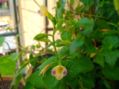 Torenia fordii