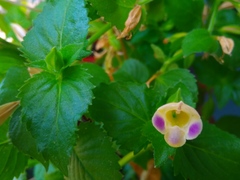 Torenia fordii