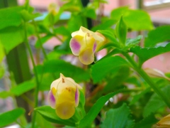 Torenia fordii