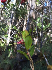 Syzygium mouanum