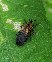 Odontota scapularis