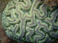 Isophyllia sinuosa