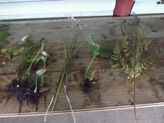 Allium rhizomatum