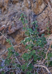 Physocarpus alternans