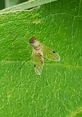 Chrysopilus modestus