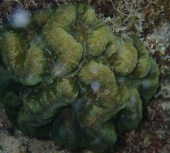 Isophyllia sinuosa