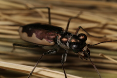 Eunota circumpicta