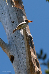 Okanagana opacipennis