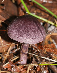 Cortinarius kioloensis