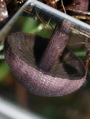 Cortinarius kioloensis