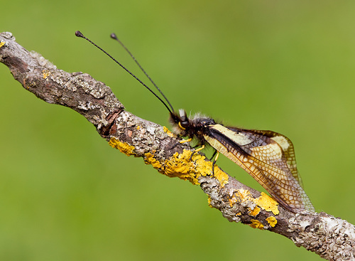 Owly Sulphur, photo 3 of 10