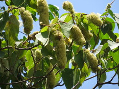 Mallotus mollissimus