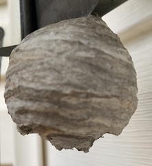 Dolichovespula arenaria