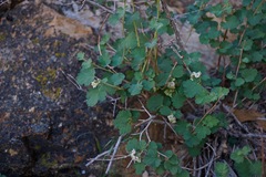 Physocarpus alternans